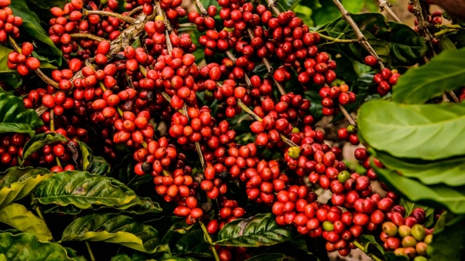 Café robusta reduz intensidade das baixas, mas fecha no vermelho em Londres nesta 5ª feira