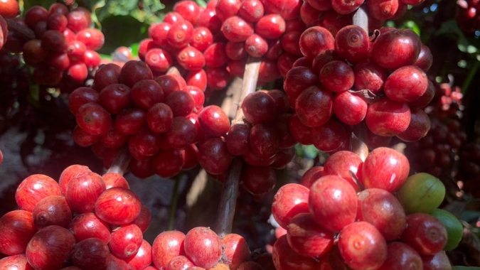 Café abre em queda forte e mercado já precifica safra brasileira: pressão aumenta antes mesmo da colheita ganhar ritmo