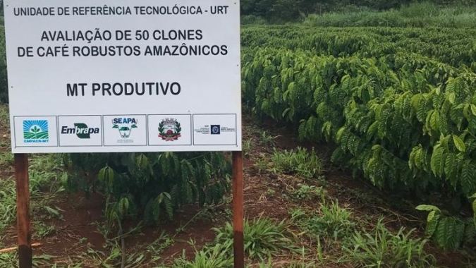 Empaer e parceiros promovem Dia de Campo para mostrar desempenho do café Robusta Amazônico em MT