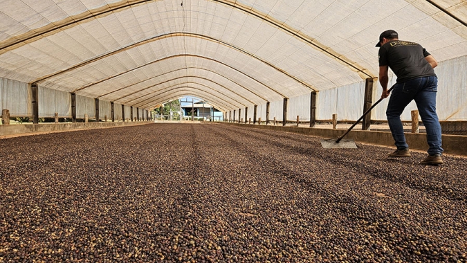 Estudo mostra franco crescimento da cafeicultura nas Matas de Rondônia