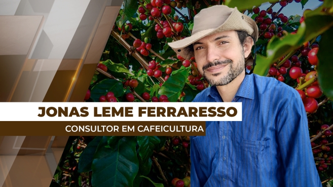 Chuvas recentes devem contribuir com a safra de café no ano que vem, diz especialista