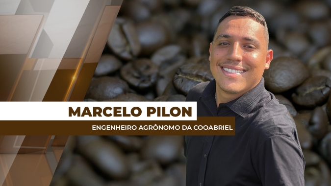 Momento exige atenção ao controle da cochonilha no café conilon