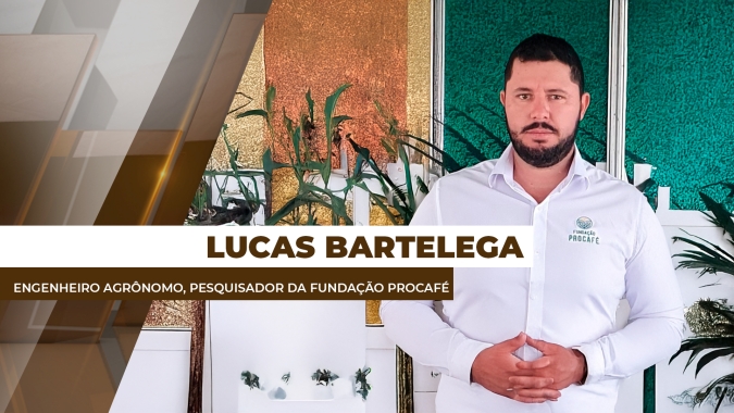Lavouras de café não estão em pleno potencial produtivo para safra de 2026