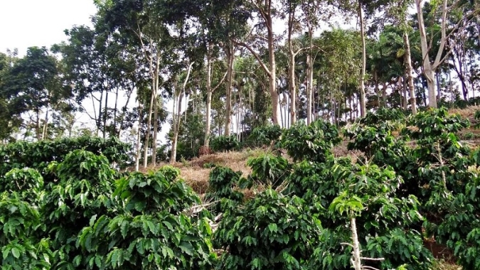 Topografia influencia qualidade do solo em lavouras de café sombreado, aponta estudo científico