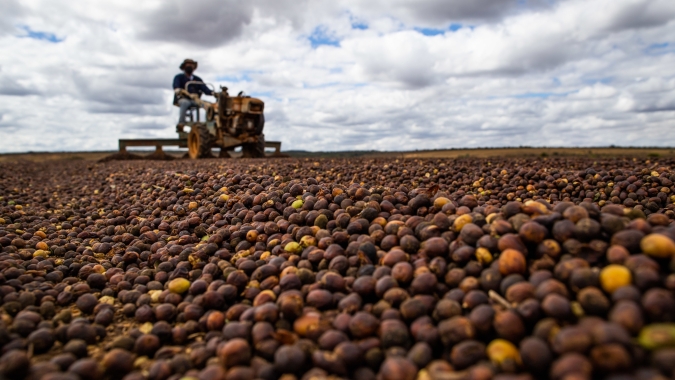 Café reage forte após pressão e mercado testa novo fôlego