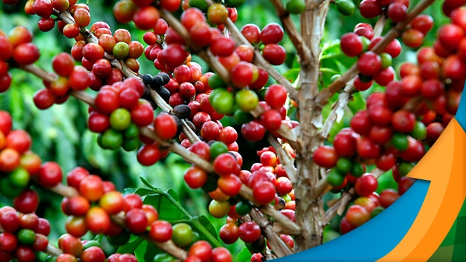 Café dispara nas bolsas nesta 5ª feira e pode gerar bons negócios internos, ainda que pontuais, diz analista
