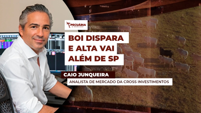 Arroba do boi dispara e alta chega forte a praças como MT e MS com preços equiparados a SP
