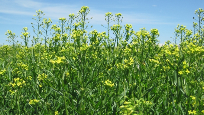 Bayer e bp firmam parceria de produção de camelina para biocombustíveis