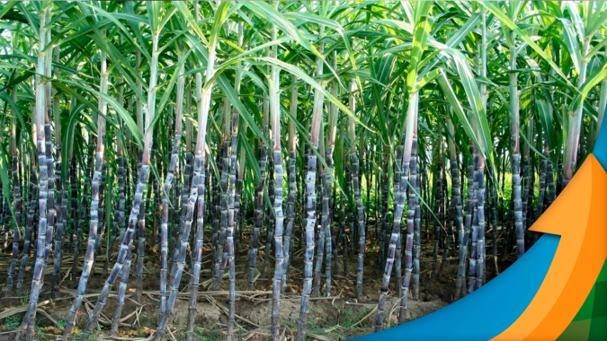 Cana: Clima e boas práticas garantem safra positiva 23/24 na região de Sales Oliveira (SP), mas é cedo para falar em recorde