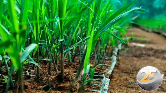 Cenário de nematoides para a cana-de-açúcar preocupa, mas biológicos aparecem como alternativa