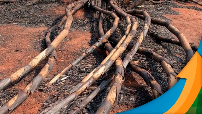 Propriedade de 700 ha de cana-de-açúcar é dizimada com incêndio no interior de SP