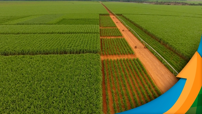 Moagem de cana na safra 21/22 deve acabar um mês antes do que o habitual; preocupações para 22/23