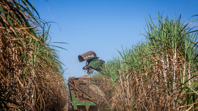 Unica: Chuvas impactam o ritmo de colheita na primeira quinzena de julho