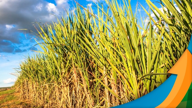 Paraná segue sentindo reflexos da seca nos canaviais e geadas devem impactar próximo ciclo
