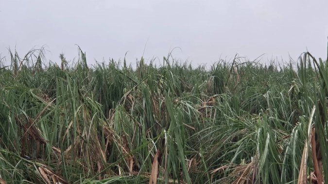 Temporal pode ter atingido até 40 mil hectares de cana, avalia Orplana