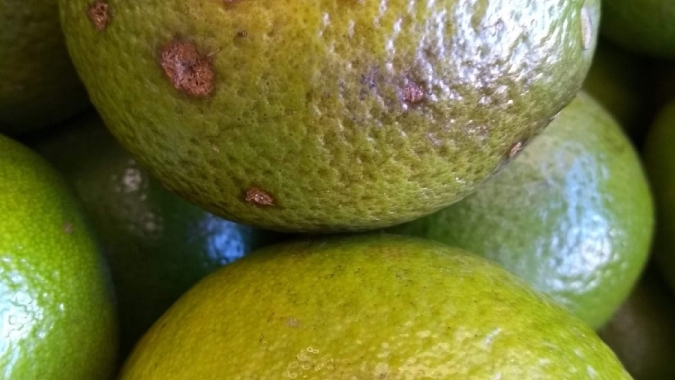 IMA alerta produtores sobre praga que acomete frutas cítricas