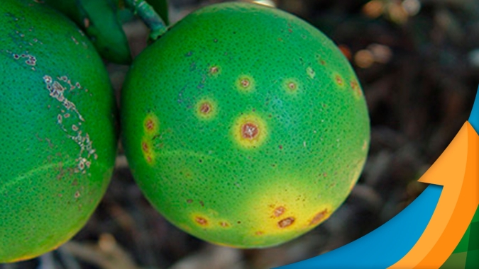 Laranja: Período chuvoso favorece cancro cítrico no pomar e esse é o momento para o produtor ficar atento ao manejo ideal