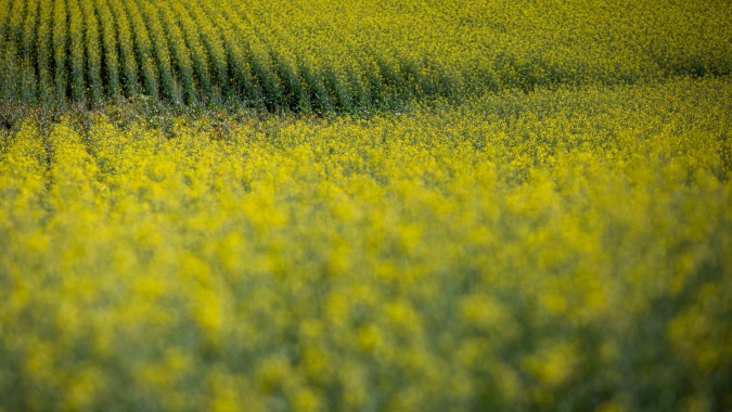 Strategie Grains reduz previsões de safras de canola e girassol da UE