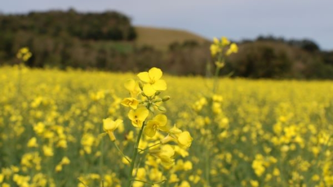 Semeadura da canola está quase concluída no Rio Grande do Sul