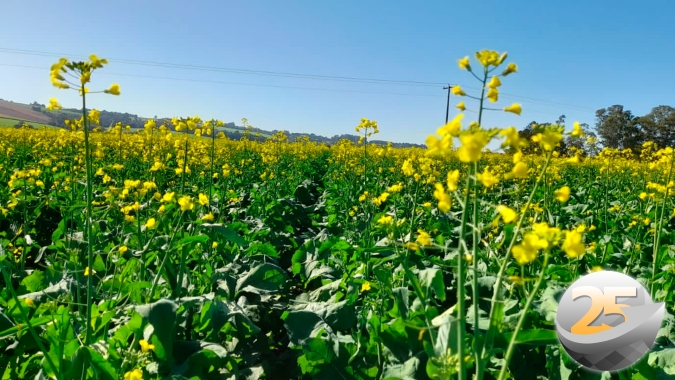 Safra de canola deve ser 45% maior em 2022 com preços atrativos aos produtores