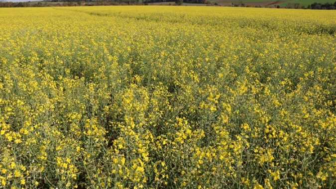 Canola apresenta desenvolvimento satisfatório no RS