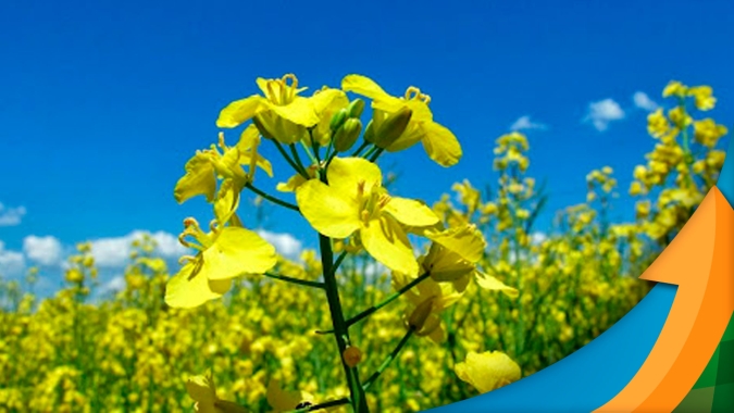 Produtividade da canola cai após dificuldades climáticas, mas ainda é positiva para os produtores