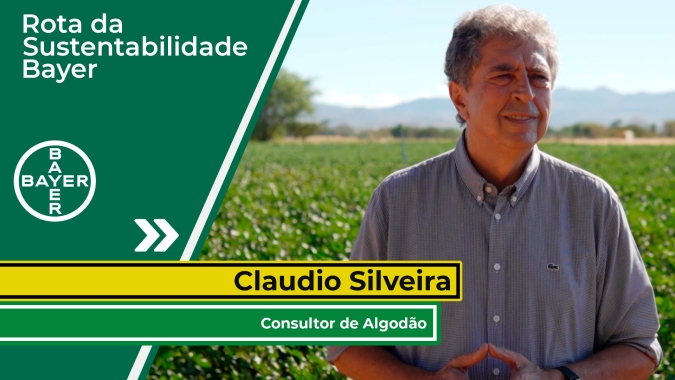 Boa planta de algodão precisa de um bom sistema radicular e o stand correto