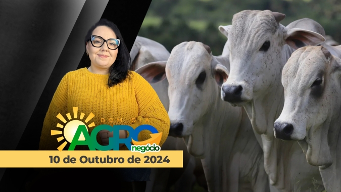 Bom dia Agro 10/10/24 - Mudanças no indicador do Boi Gordo, complexo soja e furacão Milton