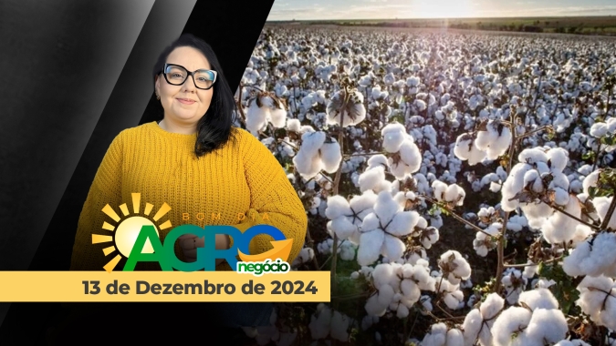 Bom dia Agro 13/12/24 - Mercado do algodão