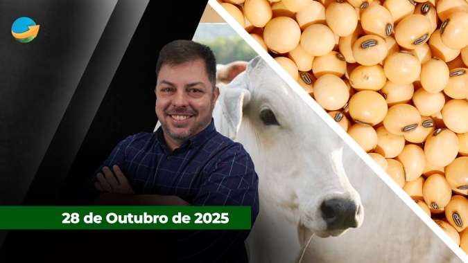 Nova rodada de alta para soja em Chicago com otimismo pelo acordo China e EUA; Arroba do boi tem dia de valorização em SP