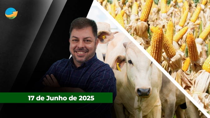 Arroba do boi tem dia estável em SP e com poucas praças ajustando cotações ; milho sobe com apoio do trigo e do petróleo