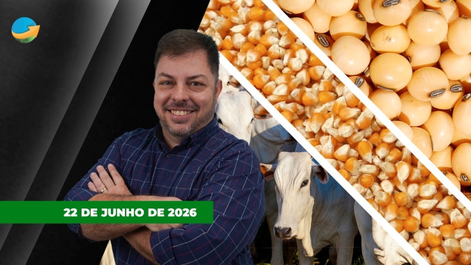 Queda do petróleo e clima favorável nos EUA pressionam milho e soja em Chicago; Boi recua em SP
