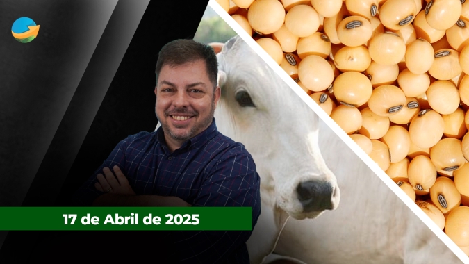 Semana curta encerra com mais uma rodada de alta tanto para boi comum quanto boi China em SP: mercado da soja é marcado pela cautela dos investidores