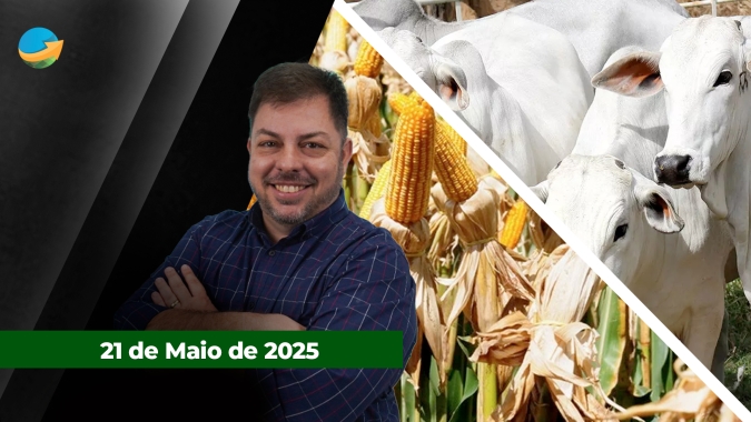Arroba do Boi China recua e diferencial com boi comum diminui ; Milho sobe forte na B3 com risco de geada assustando a produção