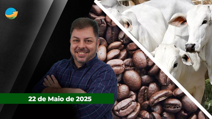 Arroba do boi gordo mais próxima dos R$300 em SP; Varejo no Brasil registra queda de 16% no consumo de café