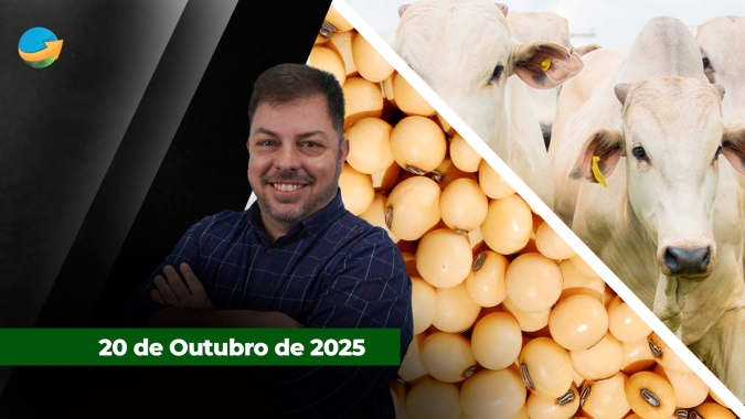 Semana começa com valorização das fêmeas em SP em novo movimento de alta da arroba; soja sobe com fala de Trump sobre China