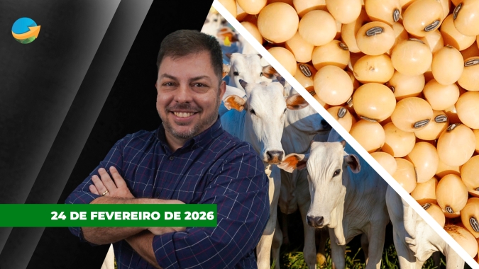 Arroba em São Paulo chega aos R$350 para o boi padrão e R$355 no China; soja sobe com demanda americana e colheita lenta no Brasil