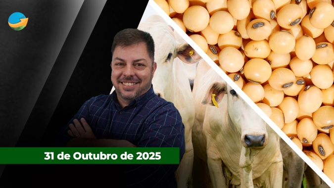 Sexta-feira de alta para arroba em SP com boi valorizando R$2 e novilha R$5/@; Soja também sobe em semana marcada por acordo China/EUA