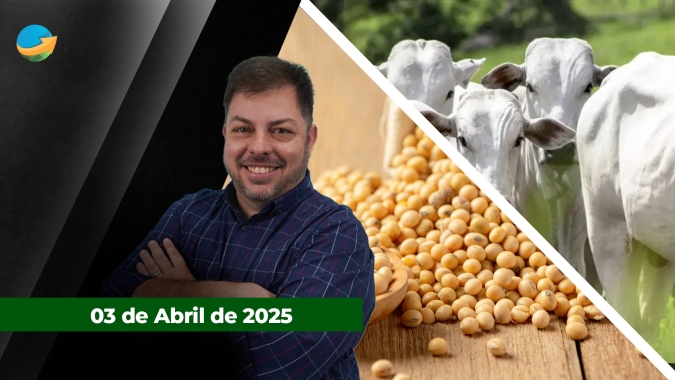 Boi sobe em SP na contramão das demais commodities agrícolas que tiveram um dia de pressão com queda do petróleo e tarifaço de Trump