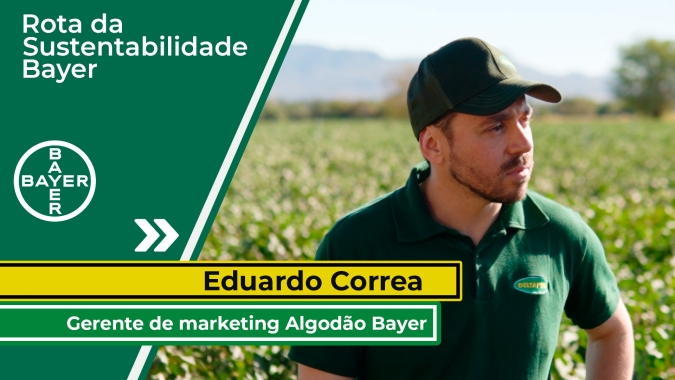 Combinação de sementes Deltapine e plataforma de biotecnolofia Bollgard, da Bayer, transforma cultura do algodão no norte de Minas