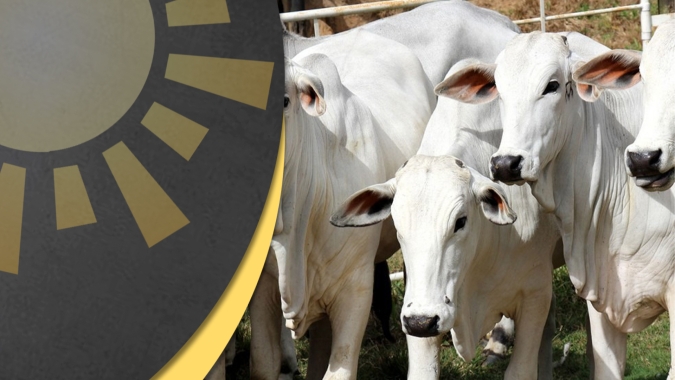 Momento é atrativo para pecuaristas que estão recompondo seus rebanhos e de preparação para o ciclo de alta que deve acontecer entre 2025 e 2026