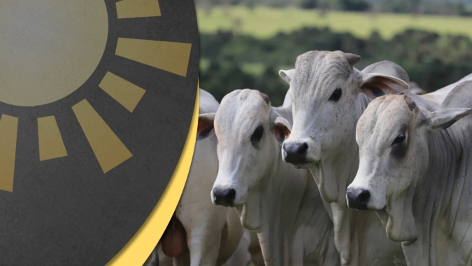 Pressão sobre preços da arroba continua; atenção aos custos de produção