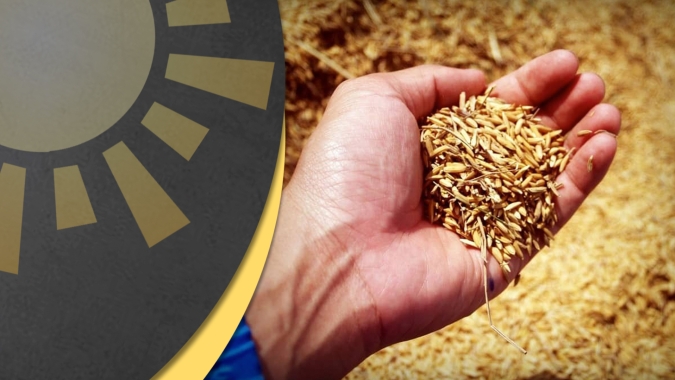 Oferta restrita de arroz mantém preços sustentados no Brasil e no mundo, mas liquidez agora é baixa