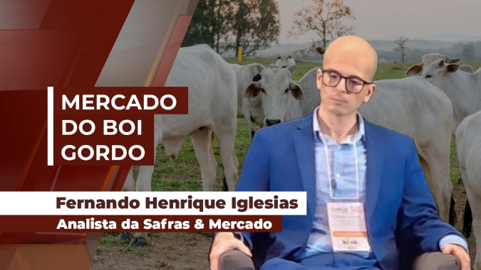 Semana começa com alta da arroba do boi e negócios de até R$310 em SP; demanda forte impulsiona preços