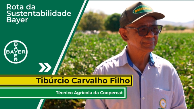 Retomada da cultura do algodão marca novo momento para produtores do semi-árido do norte de Minas Gerais