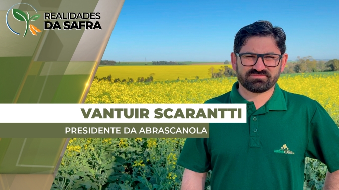 Plantio da canola chega a 70% no Rio Grande do Sul, com projeção de aumento de área