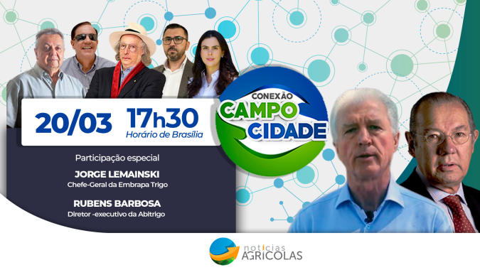 Trigo transgênico pode ser cultivado no Brasil: país será autossuficiente até 2030?