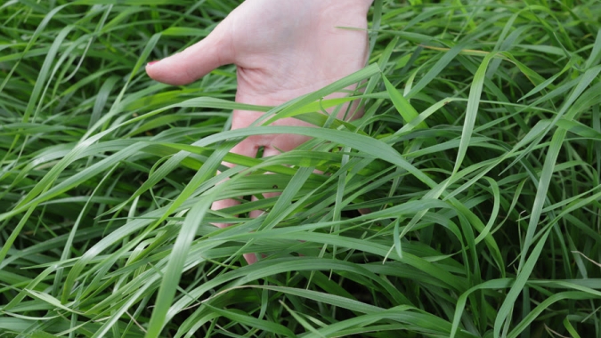 Pesquisadores desenvolvem cultivar mais produtiva de capim azevém