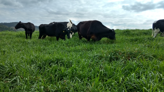 Embrapa Gado de Leite: Brasil cria a sua primeira cultivar de capim Brachiaria ruziziensis