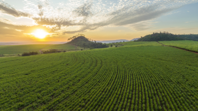 Aplicação localizada de defensivos gera economia e maior sustentabilidade no campo